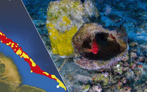 Localização do recife na foz do Rio Amazonas e uma imagem do mesmo. Créditos: composição de imagens Pesquisa FAPESP e Greenpeace